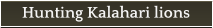 Hunting Kalahari lions